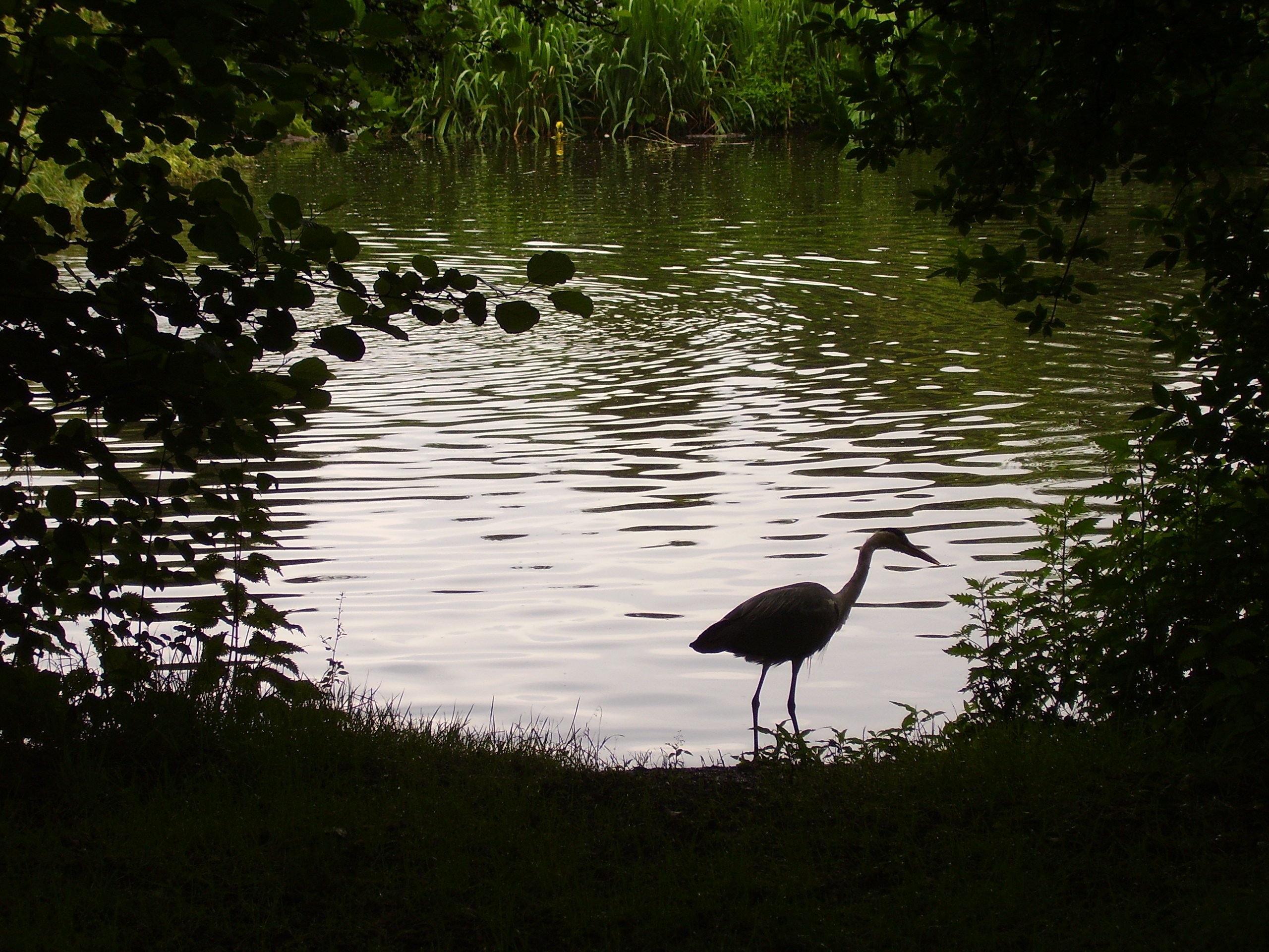 Photo Friday: Vondelpark Heron