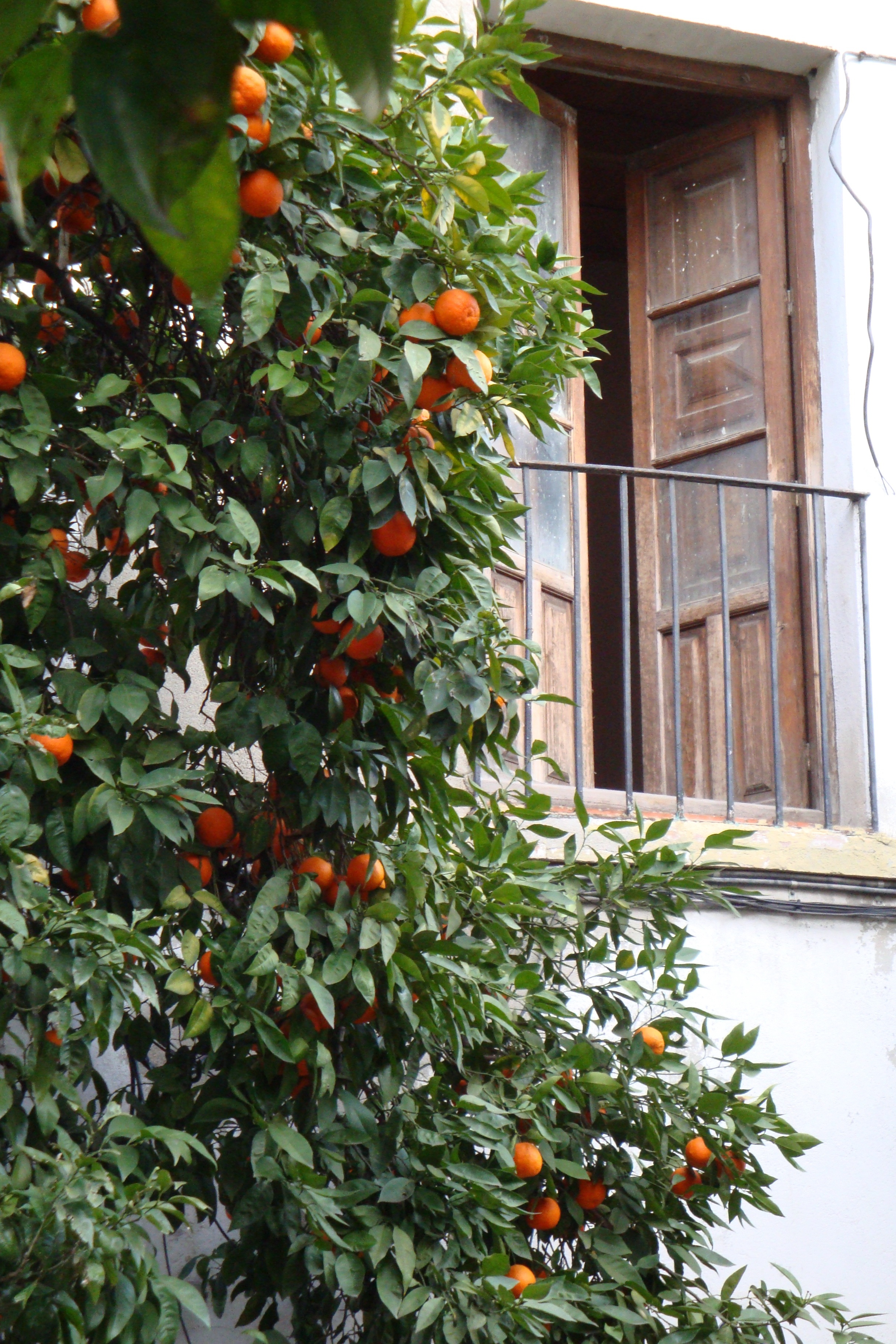 Photo Friday: Orange Trees and Balconies