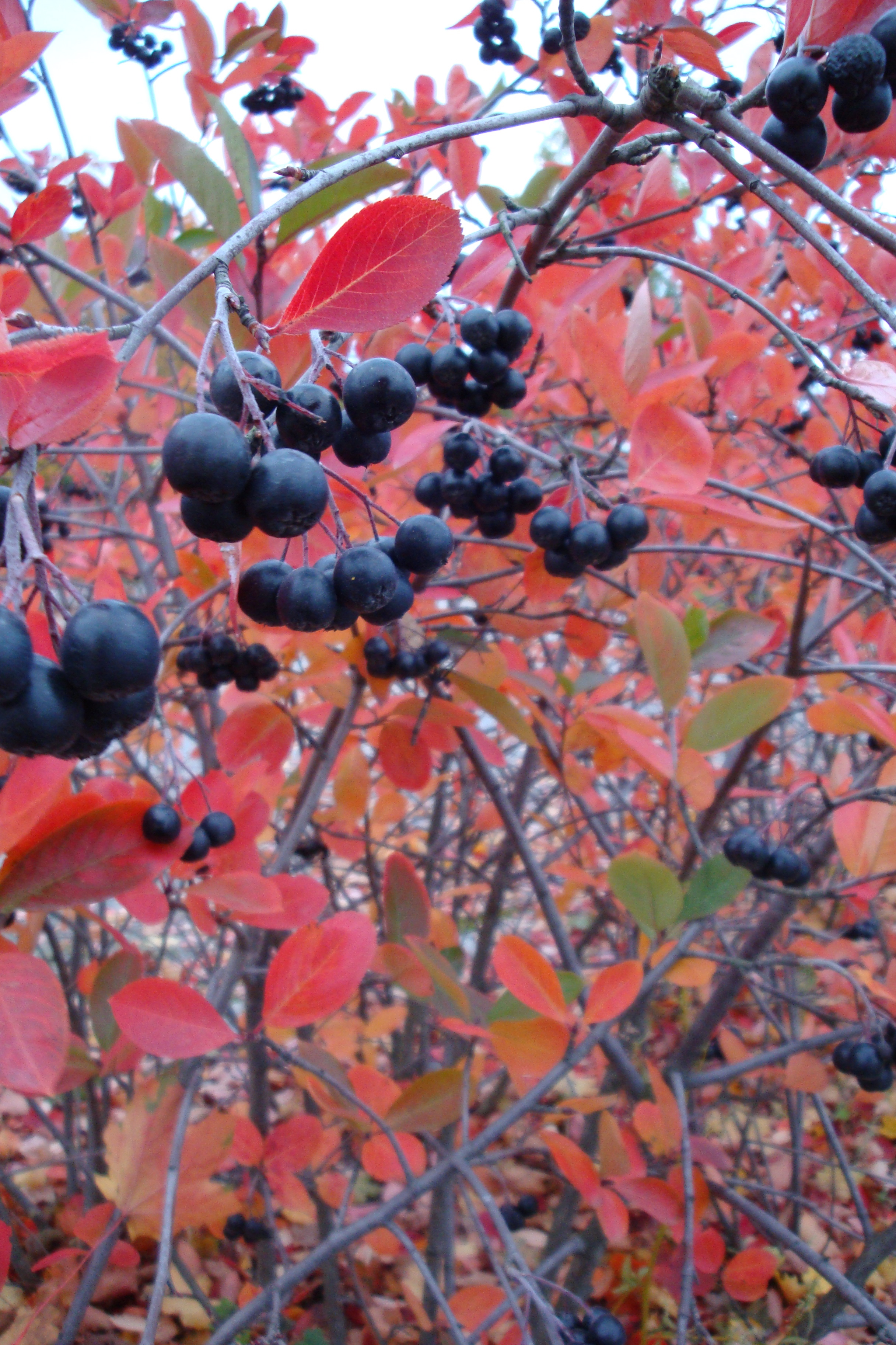 Photo Friday: Autumn Berries