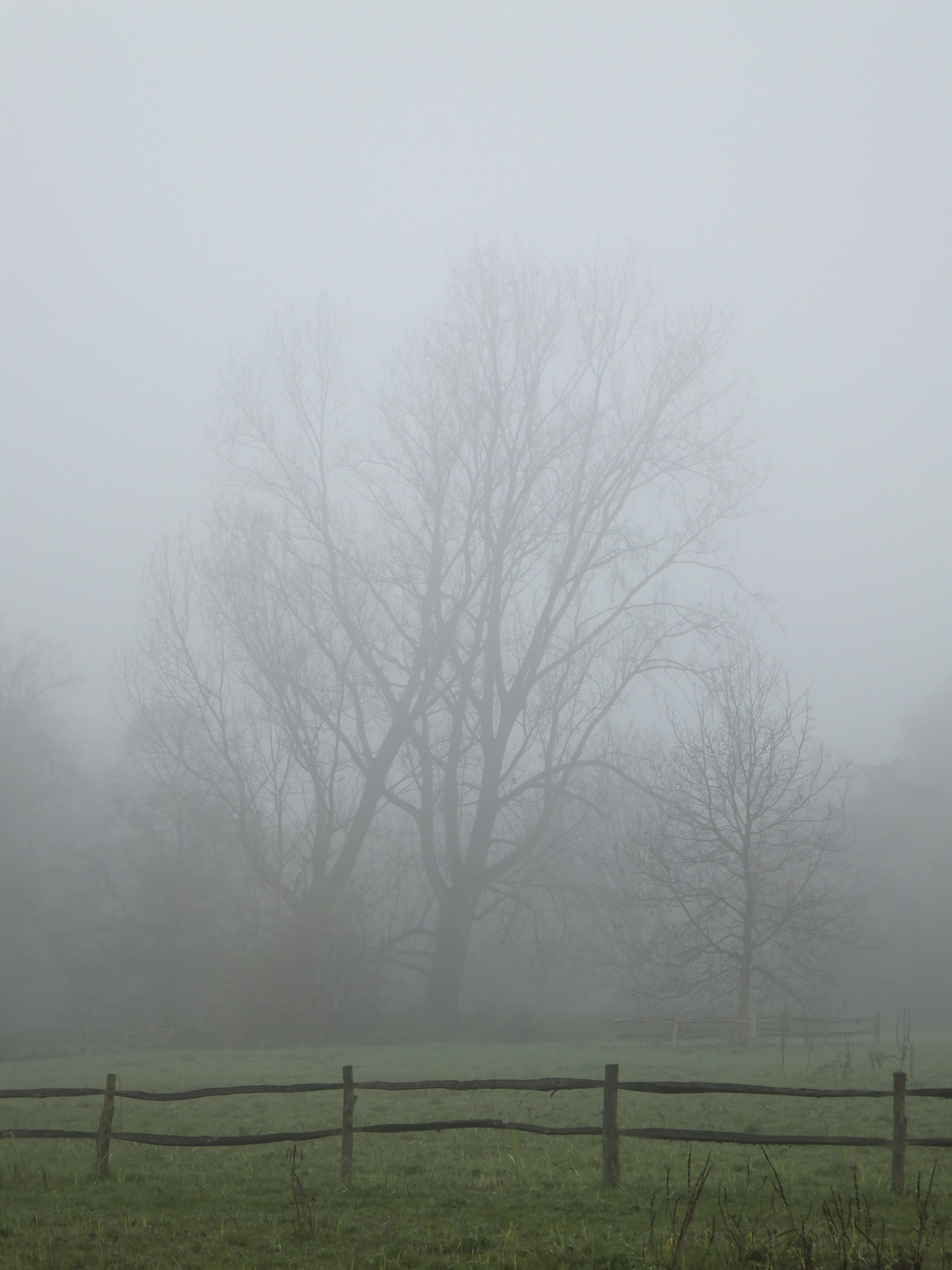 Photo Friday: Misty Tree