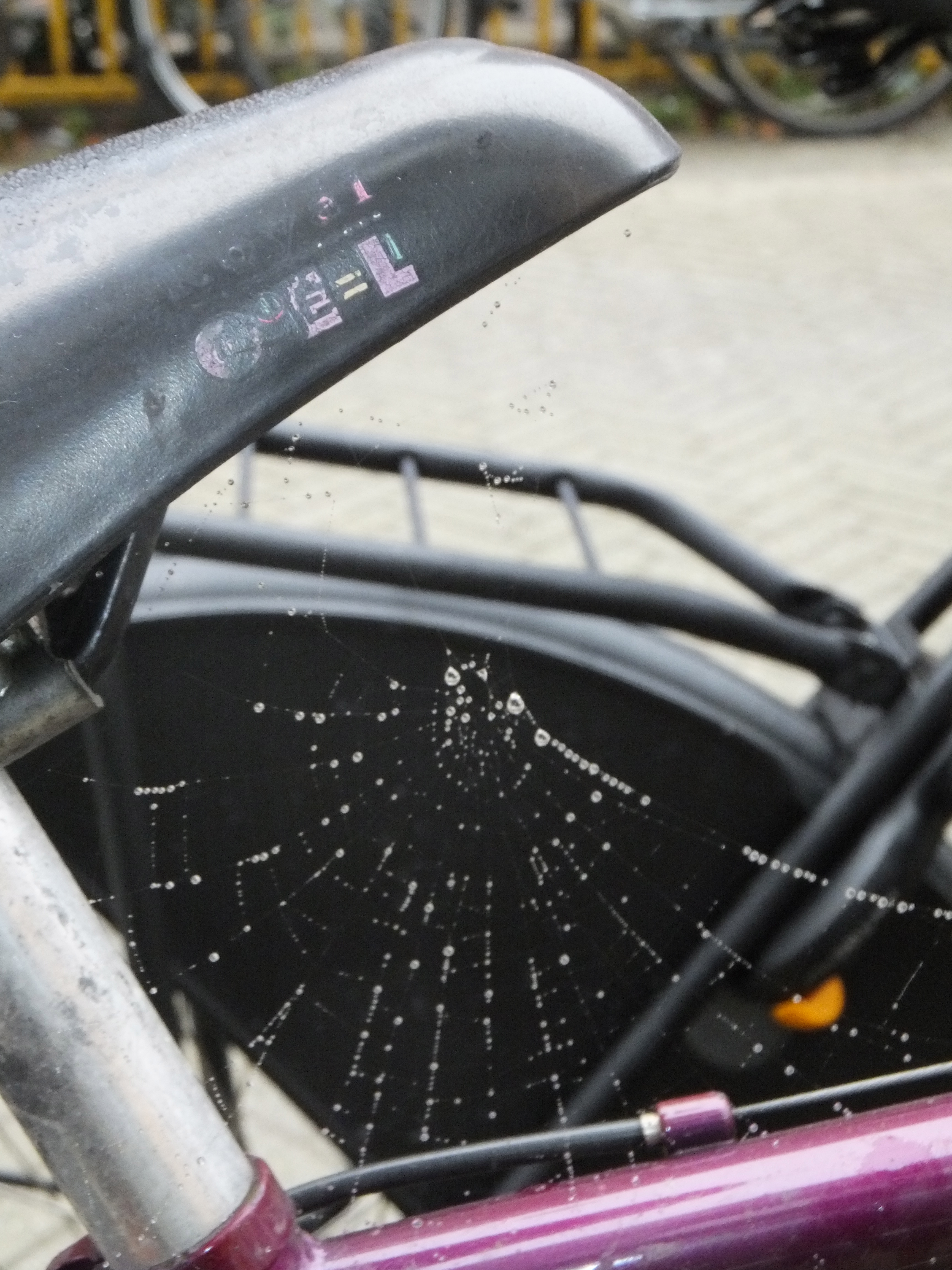 Photo Friday: Spiderweb