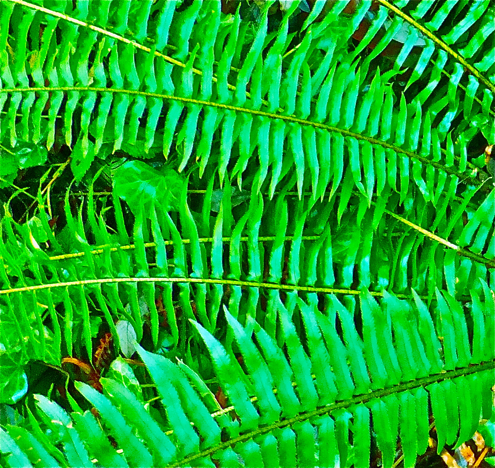 Photo Friday: Fern