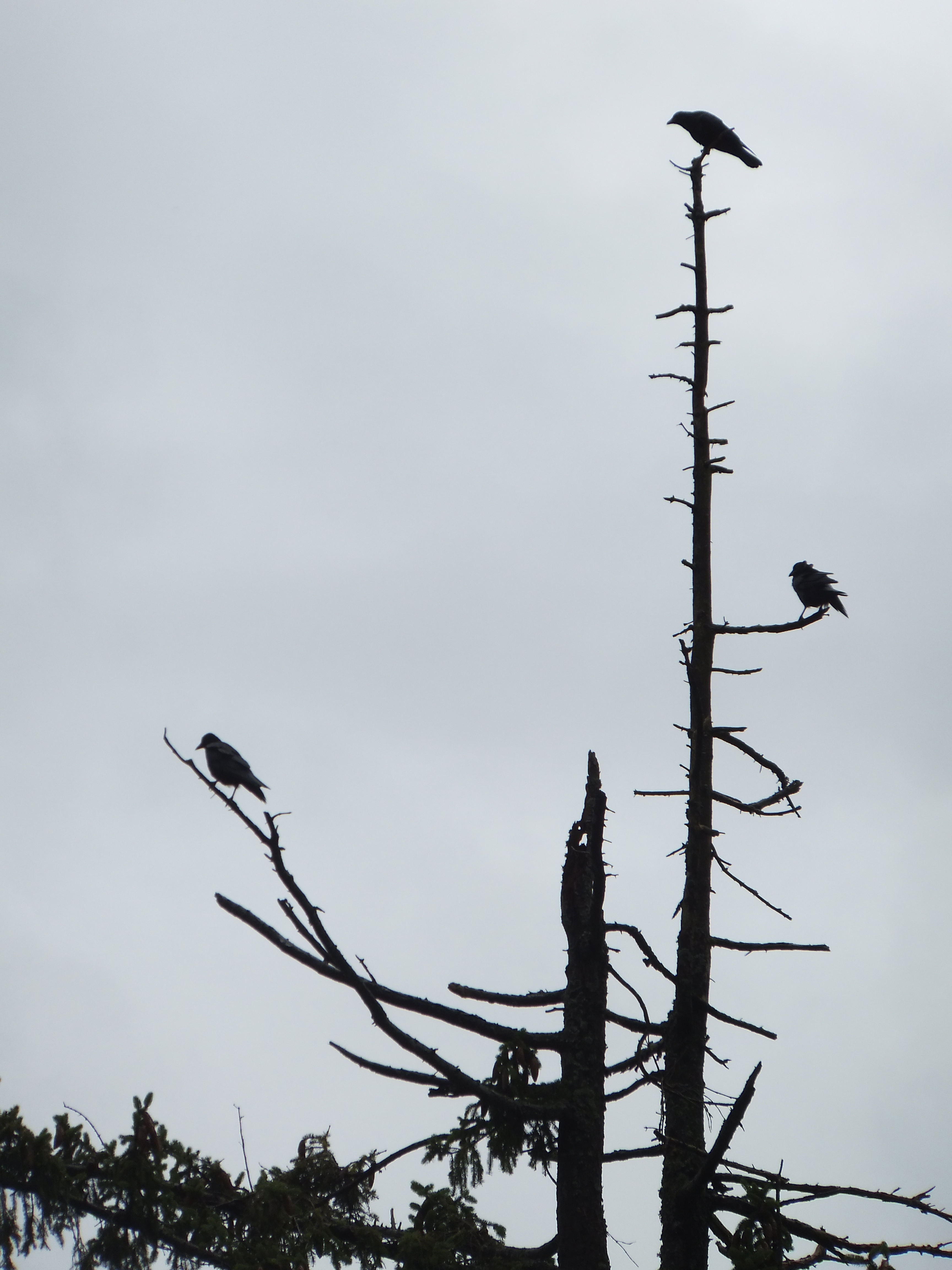 Photo Friday: Birds on a Tree