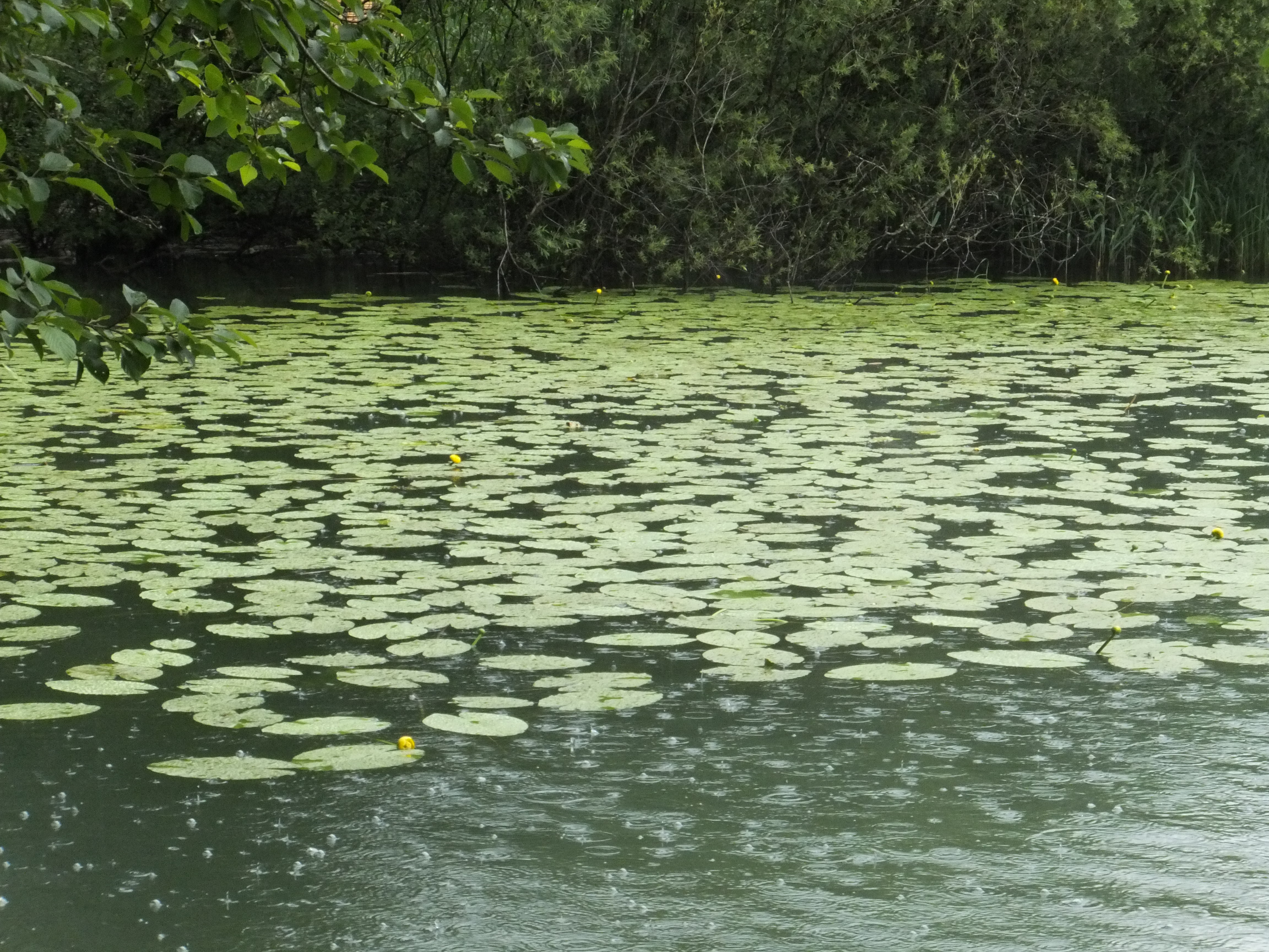 Photo Friday: Rainy Lilypads