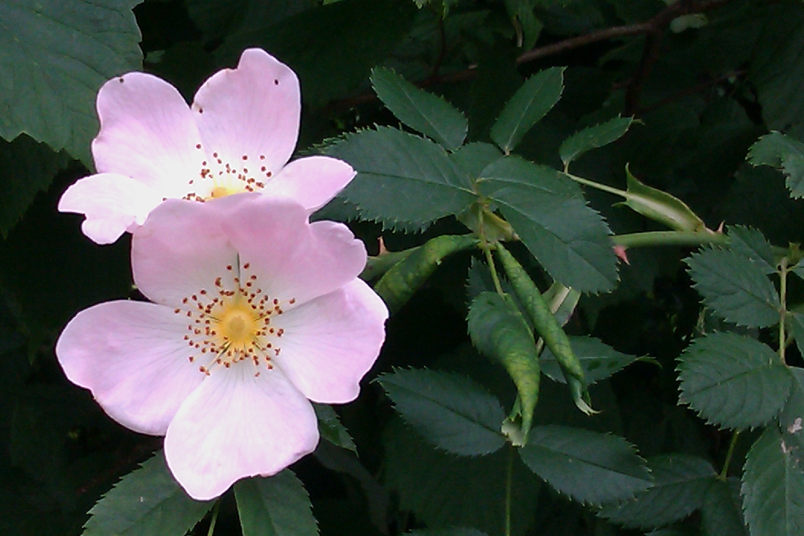 Photo Friday: Pretty Pink Bloom