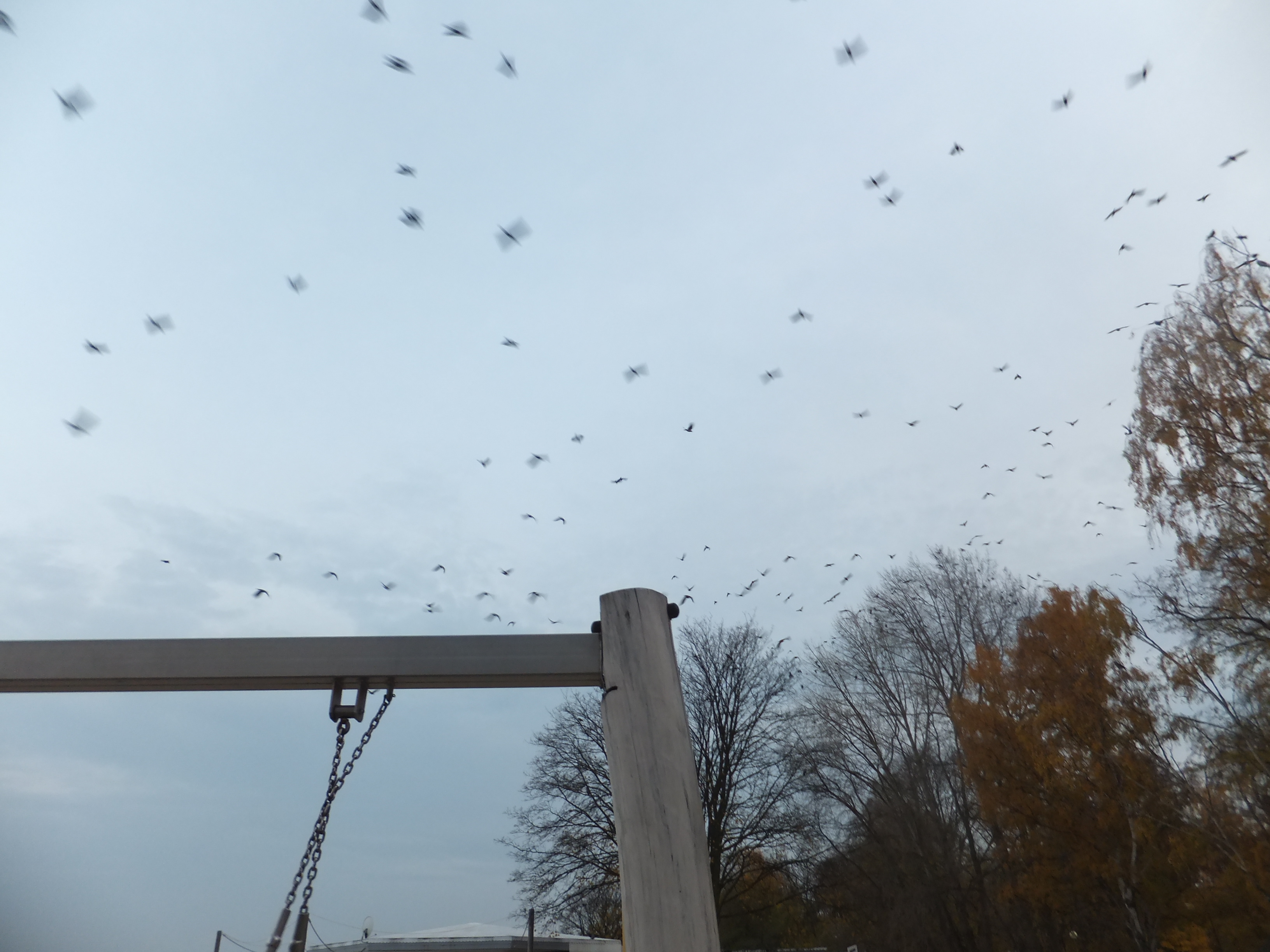 Photo Friday: Birds on the Beach