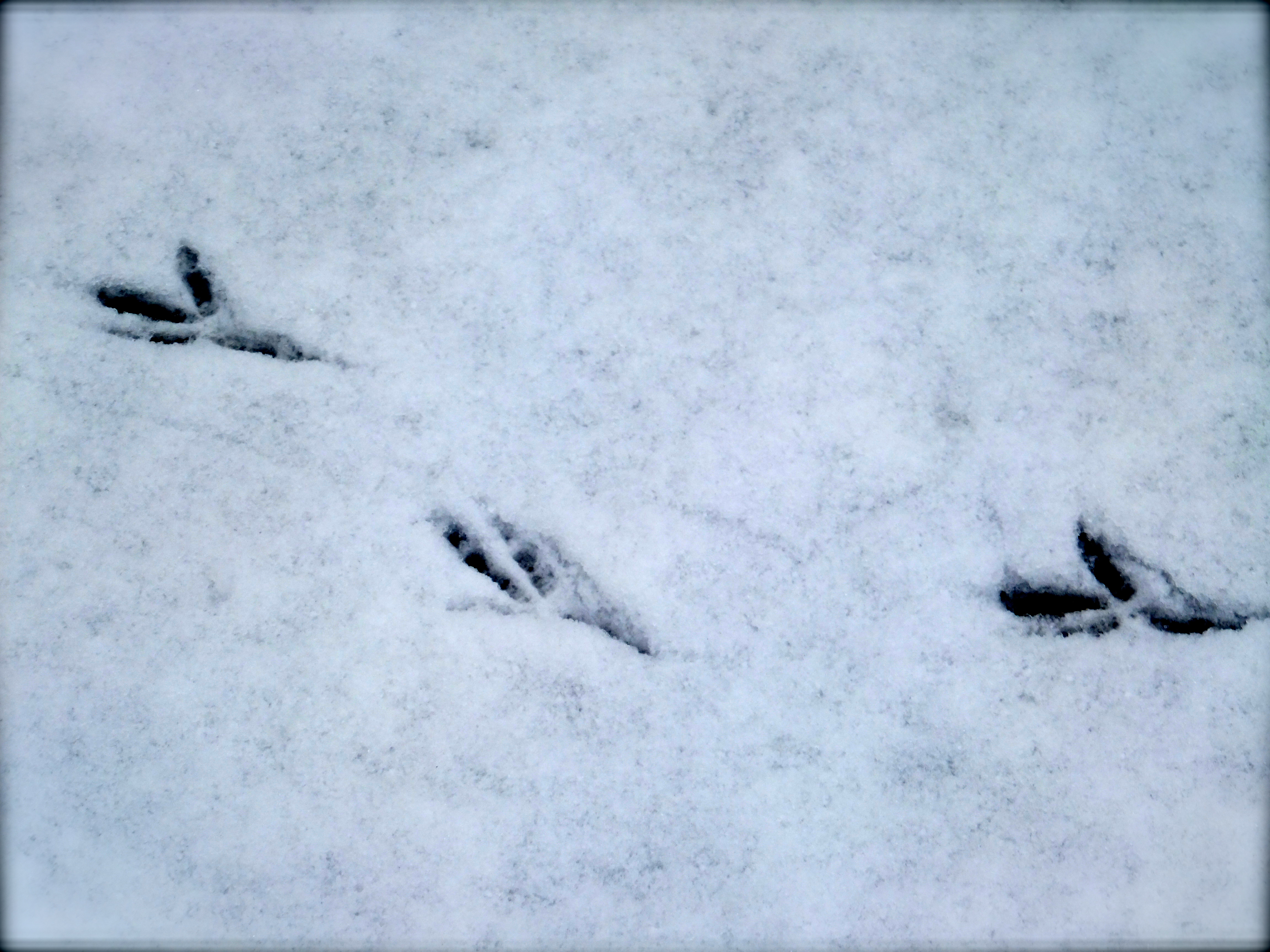 Photo Friday: Tracks in the Snow