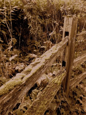 Photo Friday: Weathered Fence