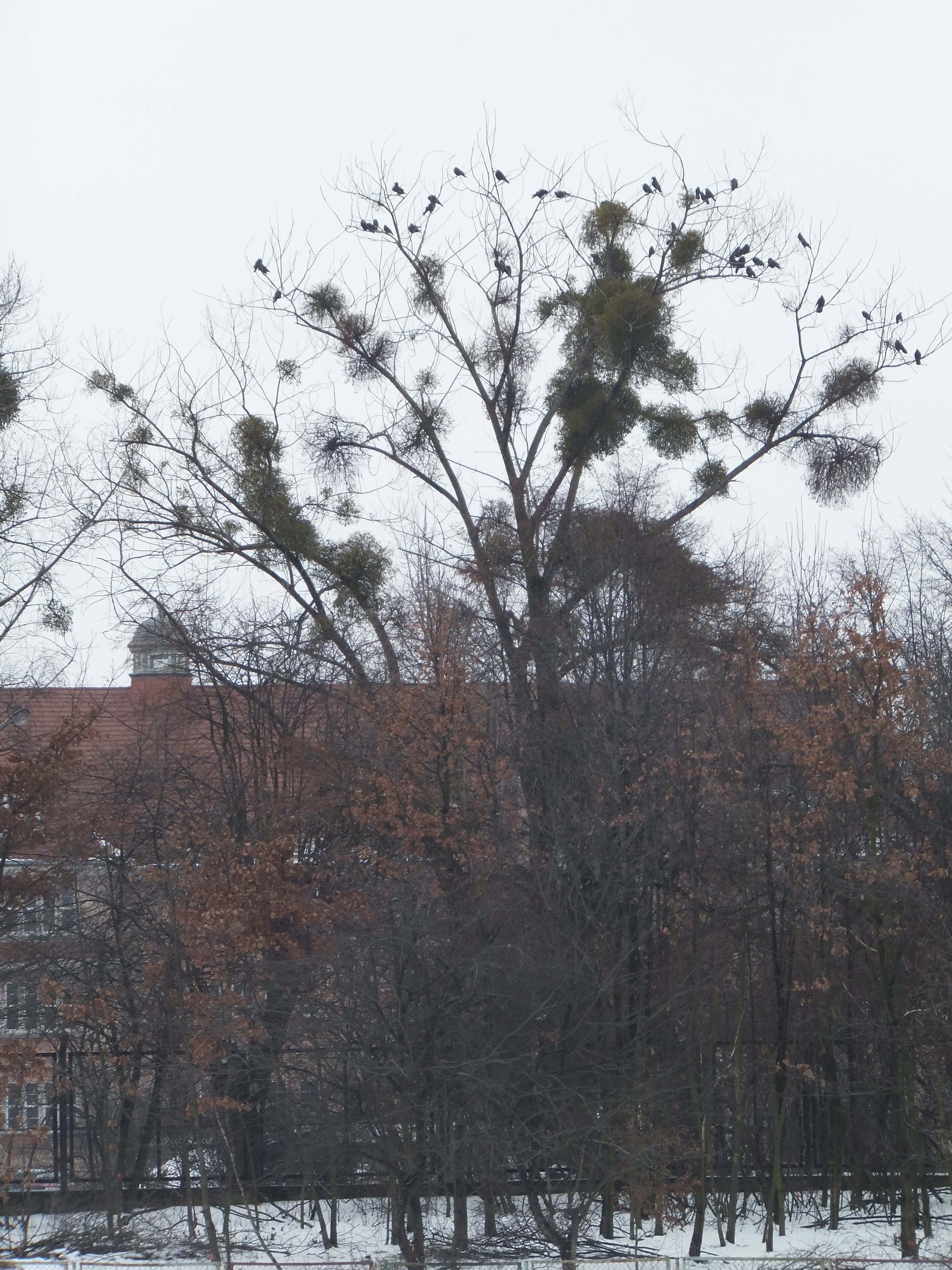 Photo Friday: Bare Trees